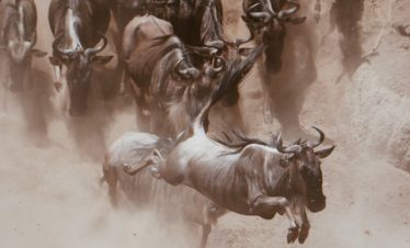 4 Days Serengeti Migration Tour