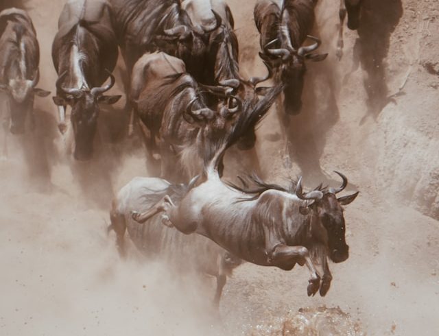 4 Days Serengeti Migration Tour