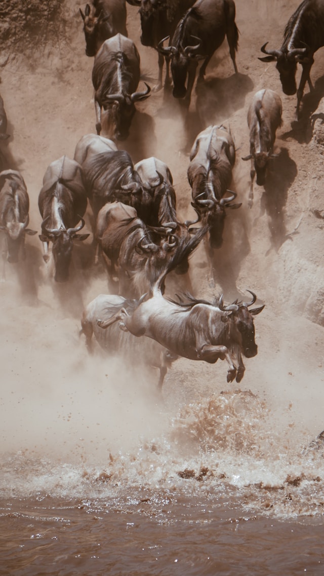 4 Days Serengeti Migration Tour