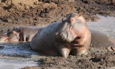 4 Days Tarangire – Serengeti Safari