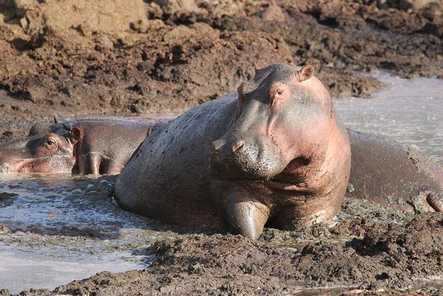 4 Days Tarangire – Serengeti Safari