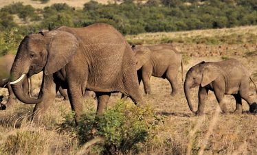 5 Days Tanzania Great Migration Calving Group Tour