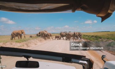 6 Days Tanzania wildlife Budget Group Tour