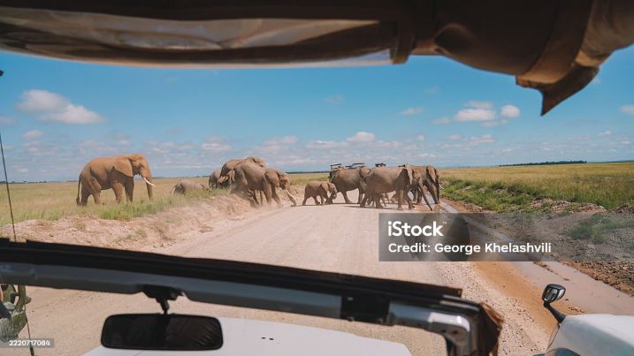 6 Days Tanzania wildlife Budget Group Tour