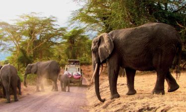7 Days Tanzania Calving Safaris