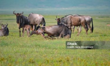 7 Days Tanzania Great Migration Tour