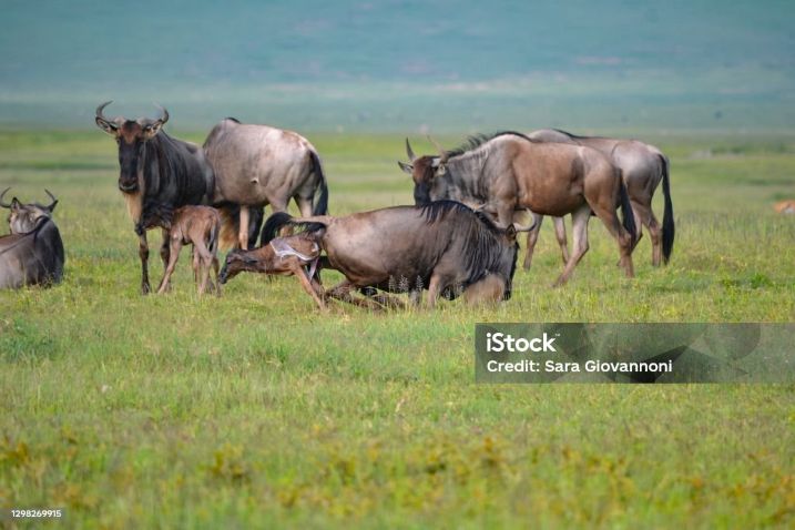 7 Days Tanzania Great Migration Tour