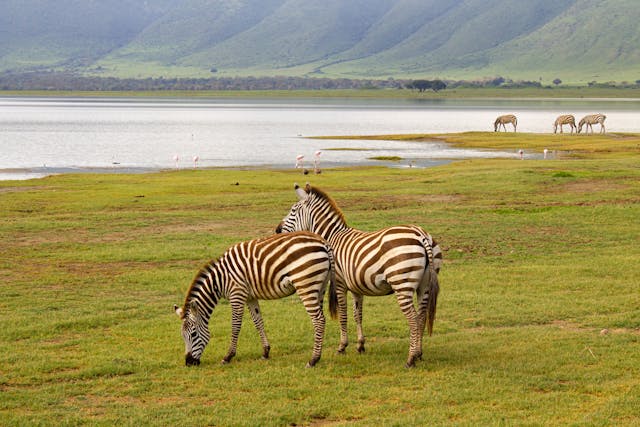 7 Days Tanzania Northern Circuit Safaris