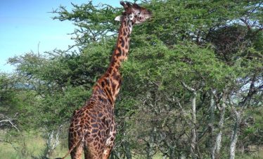 8 Days Tanzania All-Inclusive Safaris