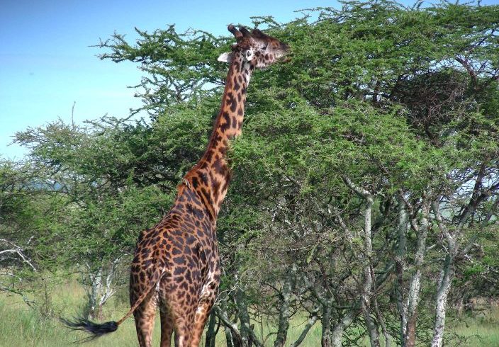 8 Days Tanzania All-Inclusive Safaris