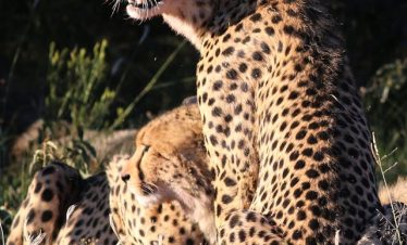 Best Tanzania Safaris From Arusha & Karatu