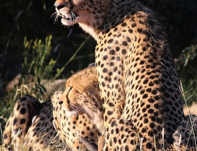 Best Tanzania Safaris From Arusha & Karatu