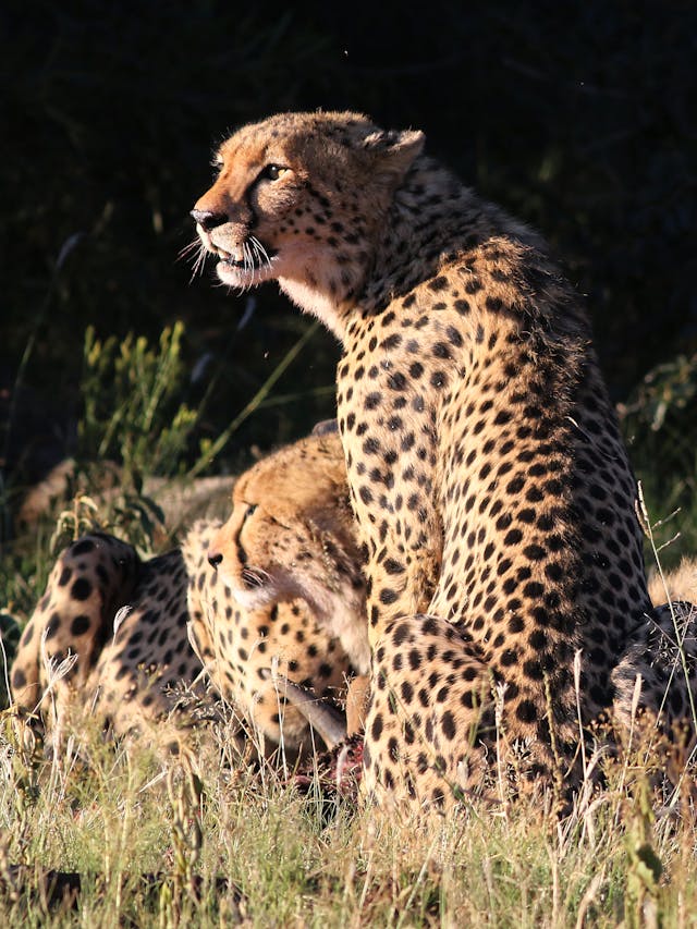 Best Tanzania Safaris From Arusha & Karatu