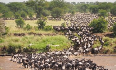 Great Migration In Tanzania & Kenya