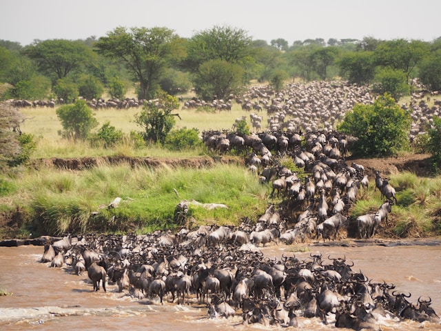 Great Migration In Tanzania & Kenya