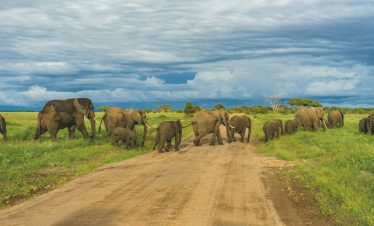 Guide to Tanzania safari cost breakdown