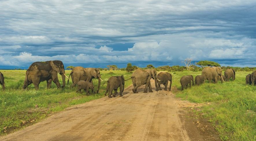 Guide to Tanzania safari cost breakdown