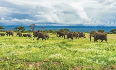 Guided Tanzania Private Safari Tour