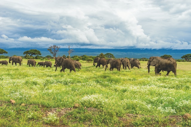 Guided Tanzania Private Safari Tour