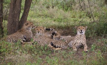Guided Tanzania Safari Tours