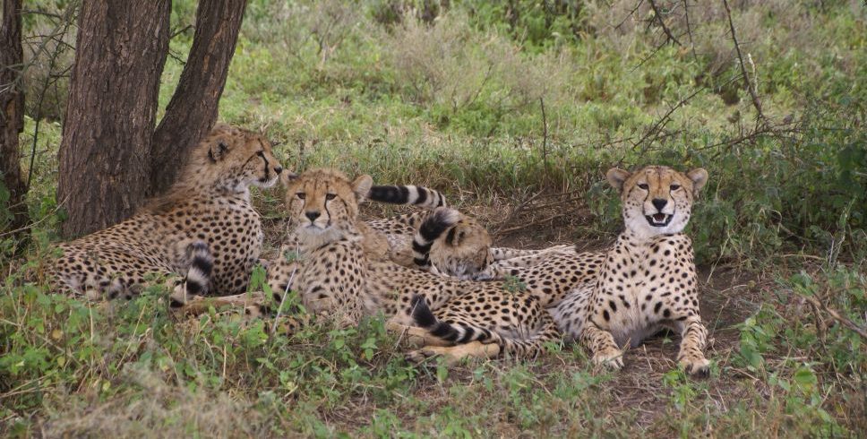 Guided Tanzania Safari Tours