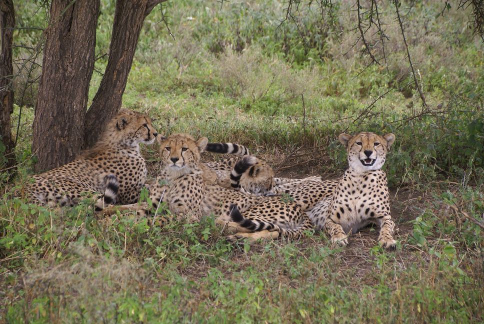 Guided Tanzania Safari Tours