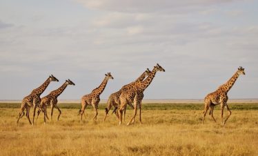 How to Plan a Tanzania Safari with Kids