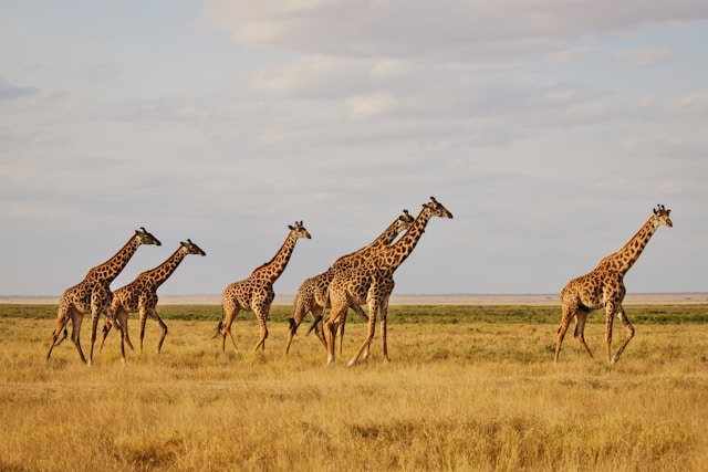 How to Plan a Tanzania Safari with Kids