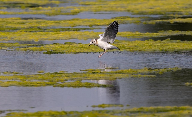 Lake Manyara Day Trip