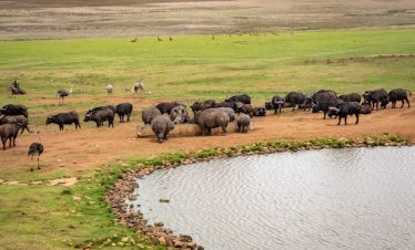 Ngorongoro Crater Day Tour
