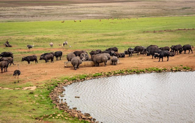 Ngorongoro Crater Day Tour