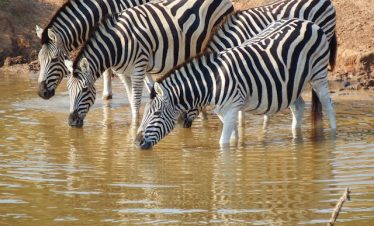 Northern Tanzania Safari Tour
