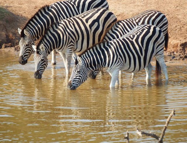 Northern Tanzania Safari Tour