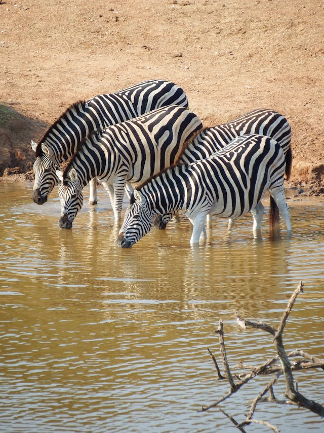 Northern Tanzania Safari Tour