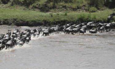 Serengeti migrating animals
