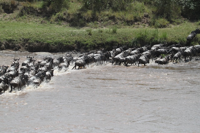 Serengeti migrating animals