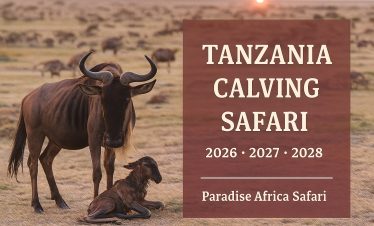 Tanzania Calving Safari Guide
