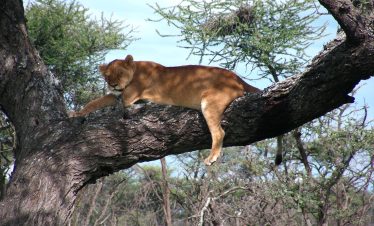 Tanzania Holiday Safari Packages