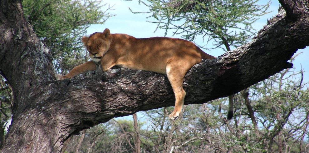 Tanzania Holiday Safari Packages