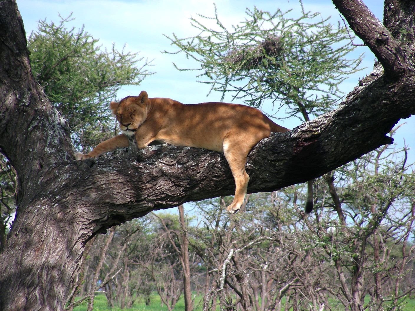 Tanzania Holiday Safari Packages