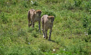 Tanzania Wildlife Safari Tour