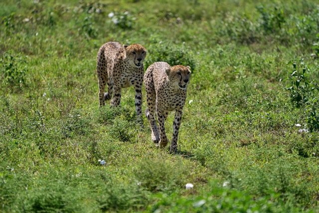 Tanzania Wildlife Safari Tour