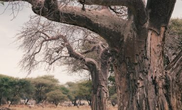 Tarangire Park Budget Tour