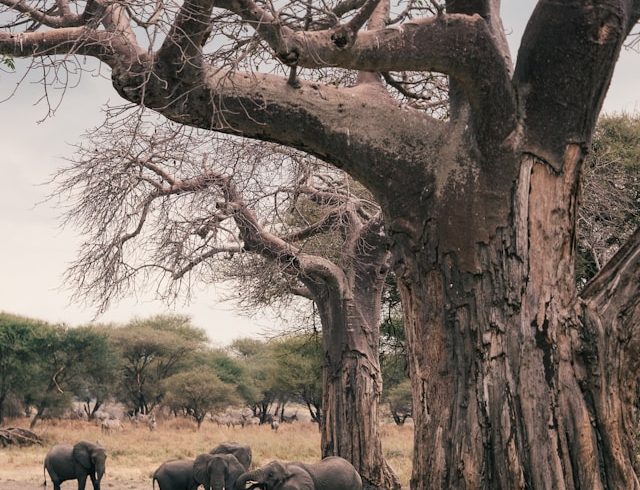 Tarangire Park Budget Tour
