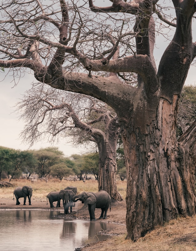 Tarangire Park Budget Tour