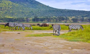 Tarangire day trip Tour