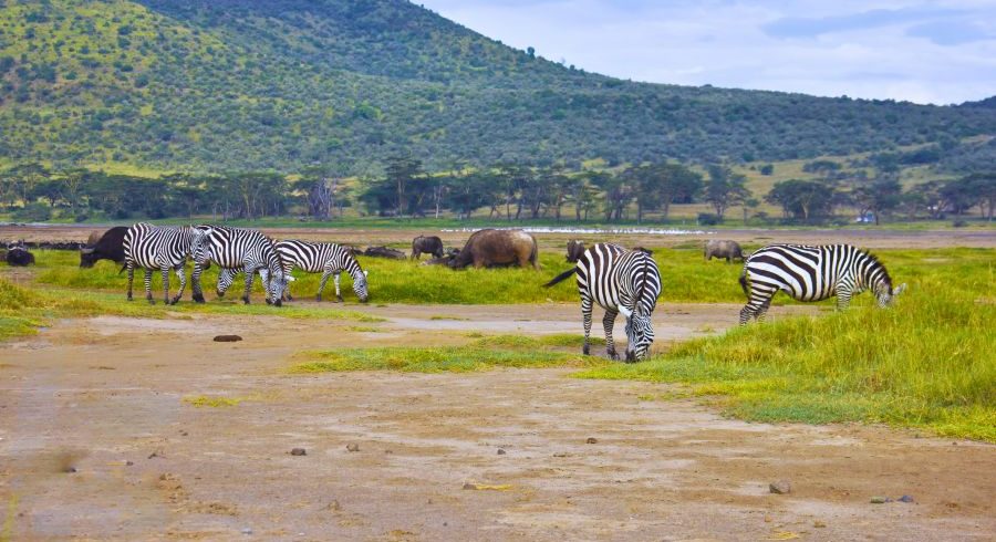 Tarangire day trip Tour