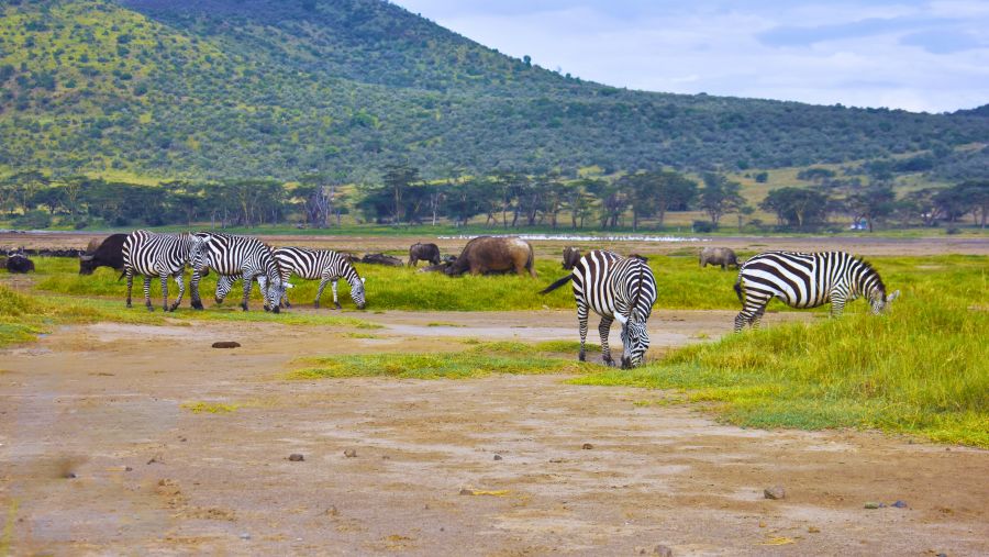 Tarangire day trip Tour