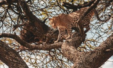 Ultimate Guide of Tanzania Safari Travel Guide