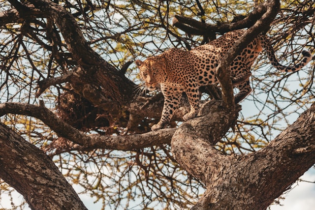 Ultimate Guide of Tanzania Safari Travel Guide